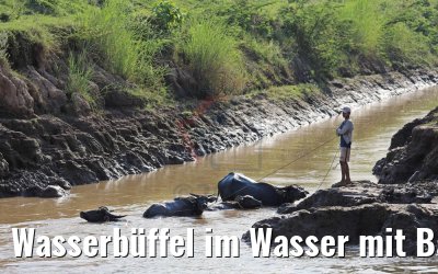 Wasserbüffel im Wasser mit Bauern bei Kandal, Kambodscha 10.04.2017