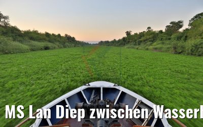 MS Lan Diep zwischen Wasserhyazinthen auf Tonle Sap river 12.04.2017