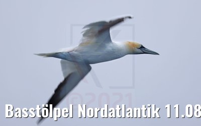 Basstölpel Nordatlantik 11.08.2021