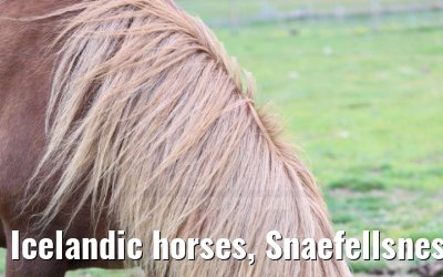 Icelandic horses, Snaefellsnes Peninsular, Iceland 17.08.2021