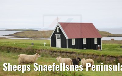 Sheeps Snaefellsnes Peninsular, Iceland 17.08.2021
