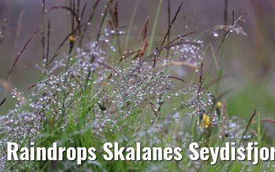 Raindrops Skalanes Seydisfjordur 13.08.2021