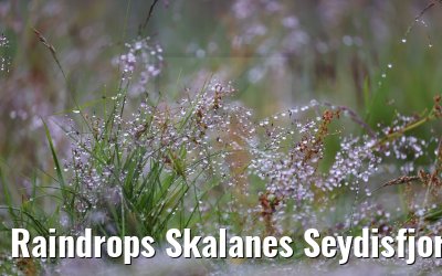 Raindrops Skalanes Seydisfjordur 13.08.2021