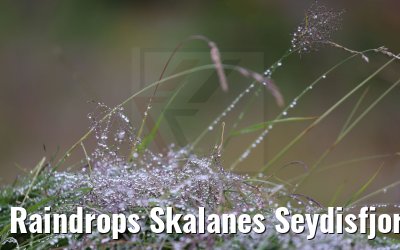 Raindrops Skalanes Seydisfjordur 13.08.2021