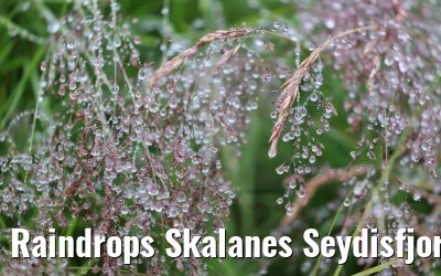 Raindrops Skalanes Seydisfjordur 13.08.2021