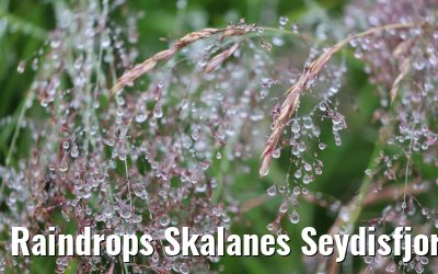 Raindrops Skalanes Seydisfjordur 13.08.2021