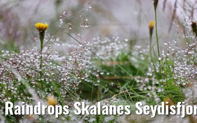 Raindrops Skalanes Seydisfjordur 13.08.2021