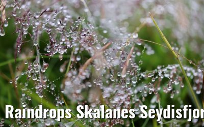 Raindrops Skalanes Seydisfjordur 13.08.2021