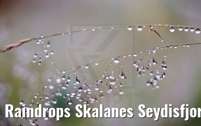 Raindrops Skalanes Seydisfjordur 13.08.2021