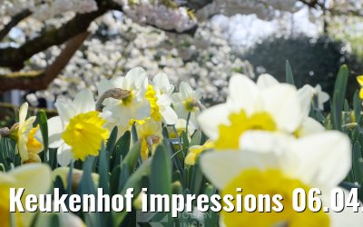 Keukenhof impressions 06.04.2026