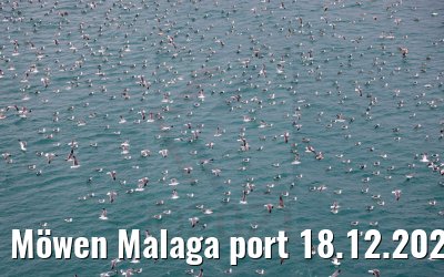 Möwen Malaga port 18.12.2021