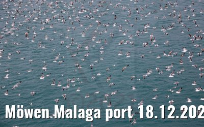Möwen Malaga port 18.12.2021