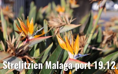 Strelitzien Malaga port 19.12.2021