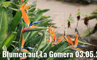 Blumen auf La Gomera 03.05.2021