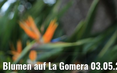 Blumen auf La Gomera 03.05.2021