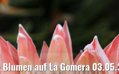 Blumen auf La Gomera 03.05.2021