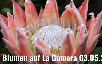 Blumen auf La Gomera 03.05.2021