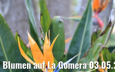 Blumen auf La Gomera 03.05.2021