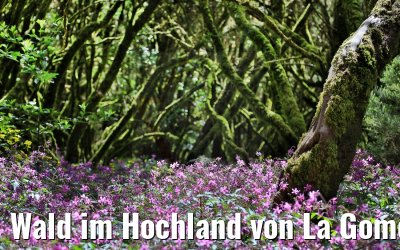 Wald im Hochland von La Gomera 03.05.2021