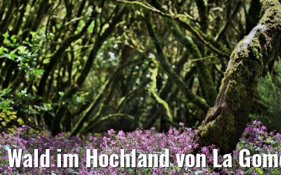Wald im Hochland von La Gomera 03.05.2021