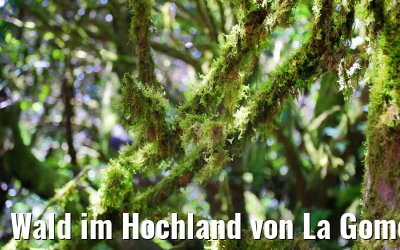 Wald im Hochland von La Gomera 03.05.2021