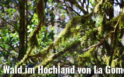 Wald im Hochland von La Gomera 03.05.2021