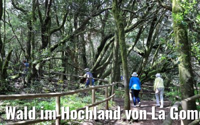 Wald im Hochland von La Gomera 03.05.2021