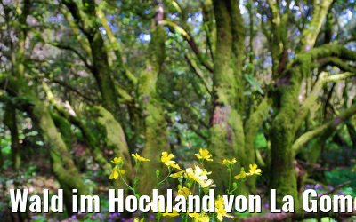 Wald im Hochland von La Gomera 03.05.2021